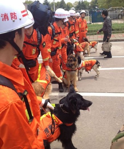 【地震快訊】湖北首個搜救犬大隊十條犬將赴四川救災(zāi)